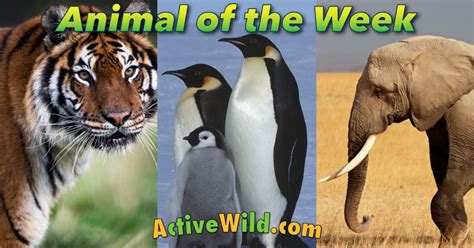Animal Of The Week Learn About A New Amazing Animal Every Week