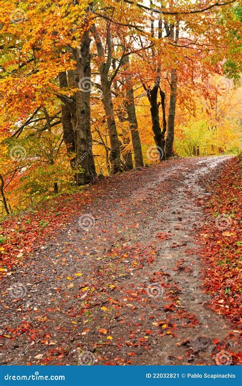 Autumn Pathway Under The Trees Stock Image Image Of Flora