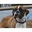 Atlanta Boxer Rescue Rescues 1000th Dog