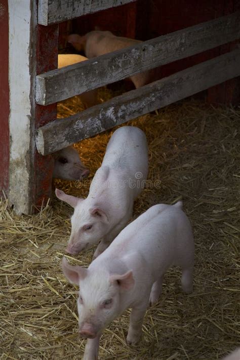 Two Piglets Leave Their Warm Heatlamp To Play In Their Pen Stock Image