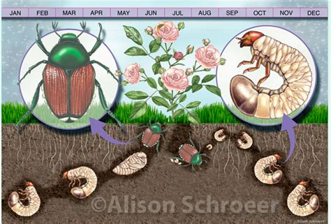 Japanese Beetle Lifecycle Schroeer Scientific Illustration