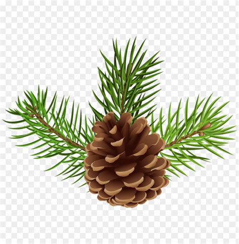 Pine Cone Png Images Toppng