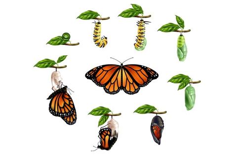 Umumnya, hewan dengan metamorfosis yang tidak sempurnalah yang tidak memiliki fase pupa. Perbedaan Metamorfosis Sempurna dan Tidak Sempurna Beserta ...