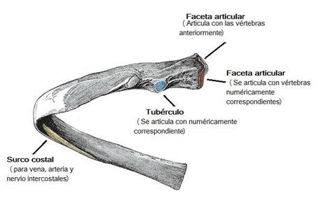 Huesos De La Costilla