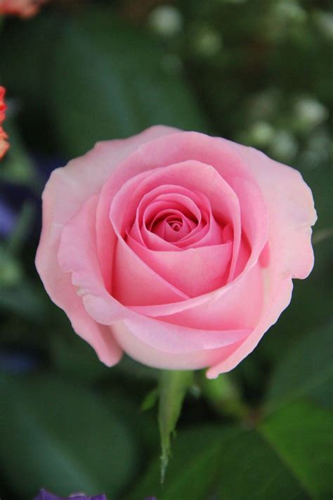 Pin On Gorgeous Pink Roses