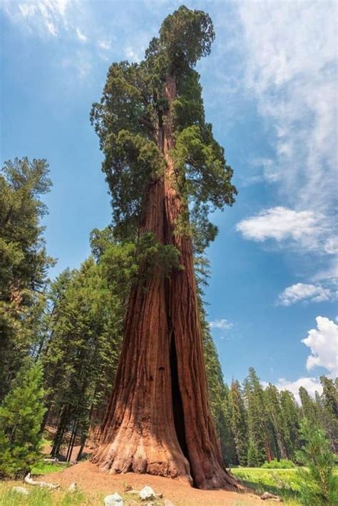 Coast Redwood Sequoia Sempervirens 20 Fresh Seeds Etsy In 2021