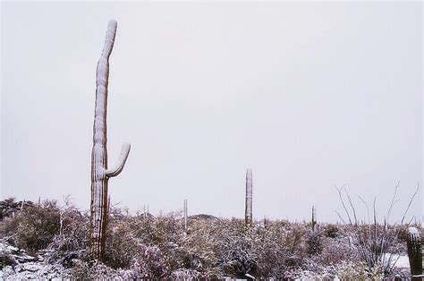 Saguaro Cactus Covered In Snow By Stocksy Contributor Tamara