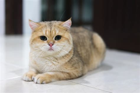 Premium Photo Cute Golden British Shorthair Cat On The Floor