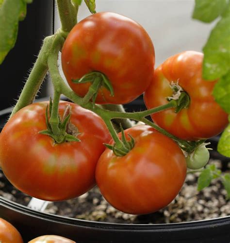 Siletz Organic Tomato Seeds West Coast Seeds