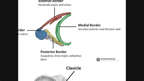 The Axilla Boundaries And Contents Youtube