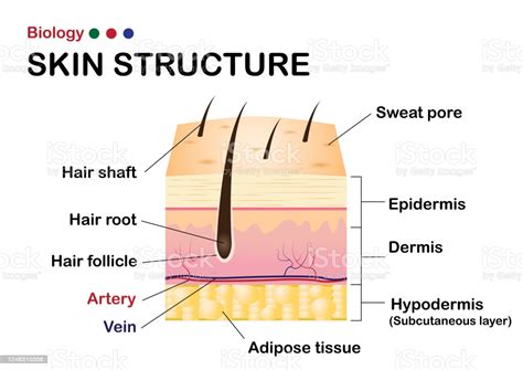 Dermatology Diagram Show Human Skin Structure Stock