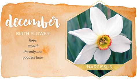 December Birth Flower Narcissus