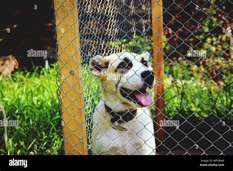 Dog Behind Fence High Resolution Stock Photography And Images Alamy