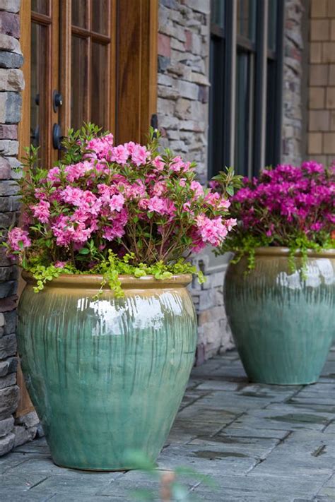 We did not find results for: 44 Best Shrubs for Containers | Gardens, Container ...