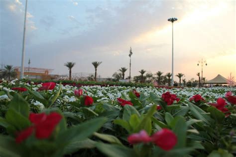 سجادة المليون زهرة تحظى بإعجاب زوار مهرجان الورد والفاكهة بتبوك صحيفة المناطق السعودية