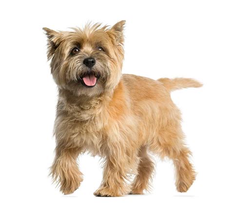 Long Haired Cairn Terrier Wavy Haircut