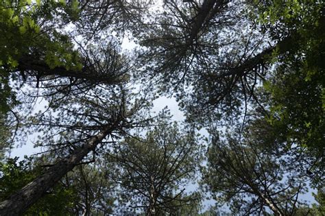 Tops Crowns Of Pine Trees View From The Ground Stock Photo Image Of