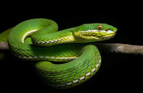 Fondos De Pantalla Animales Reptiles Tipo De Serpiente Venenosa