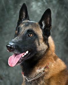 Filebelgian Malinois Wikimedia Commons