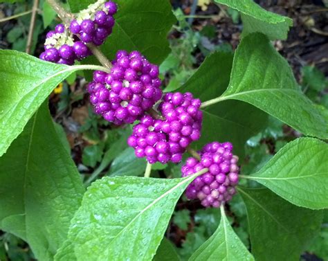 American Beautyberry Fall Interest In The Garden Master Gardeners