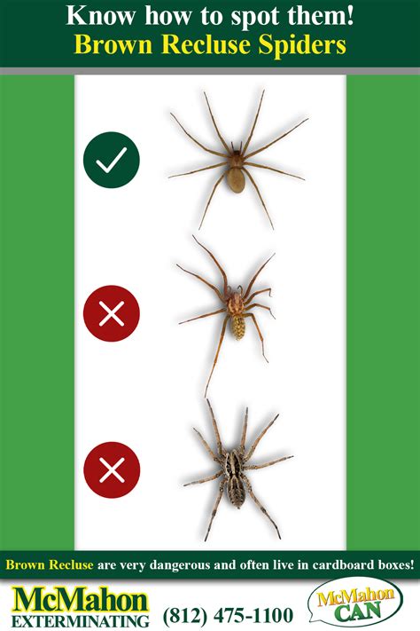 How To Spot Brown Recluse Spiders Brown Recluse Brown Recluse Spider