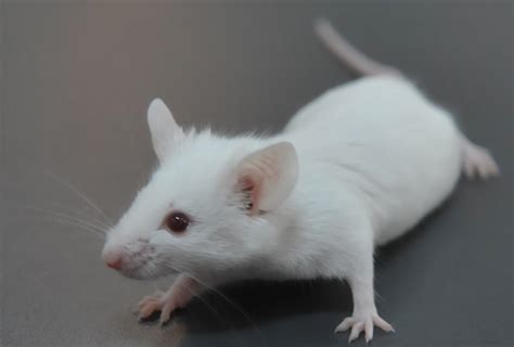 Spf Mice Mouse Serum