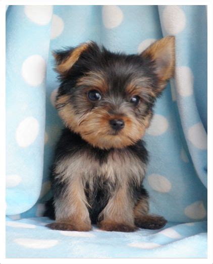 Toy Yorkie Puppy The Yorkshire Terrier Is A Small Dog