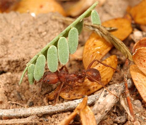 Acromyrmex Versicolor Desert Leafcutter Ants A Good Life