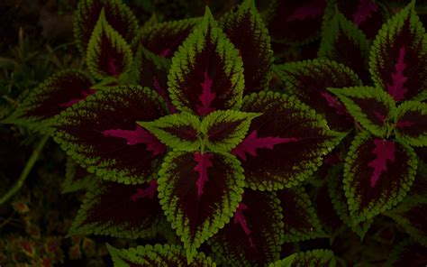 Download Wallpaper 3840x2400 Leaves Plant Green Dark Pattern 4k Ultra Hd 1610 Hd Background