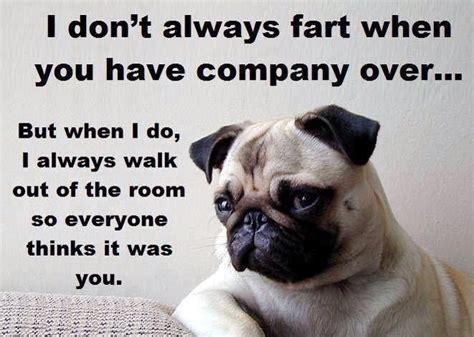 552 Best Funny Pug Dog Memes Lol Images On Pinterest