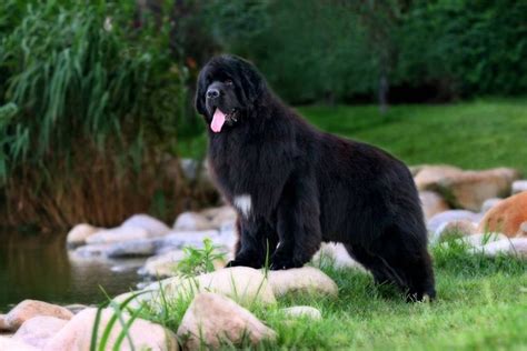 9 Of The Worlds Largest Dog Breeds Pets Lovers