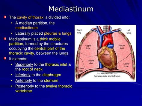 Ppt Pericardium And Heart Powerpoint Presentation Free Download Id