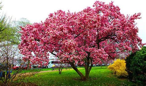 The state tree of missouri. Six of the best trees for clay soils | Dwarf flowering ...
