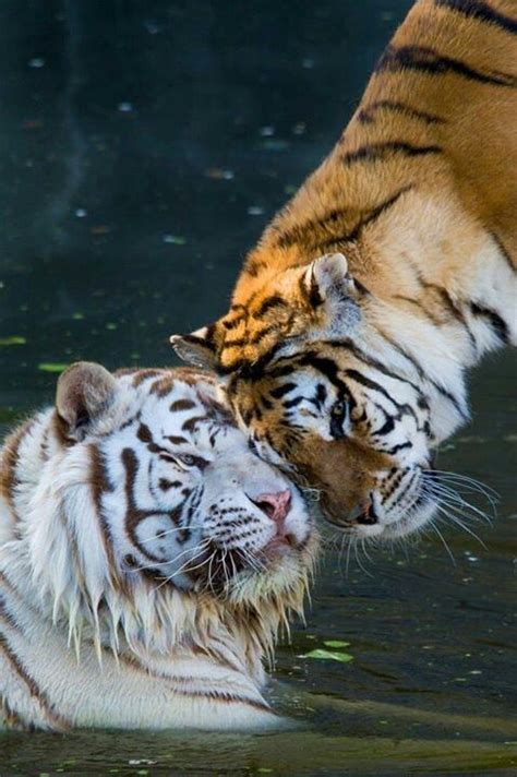 Tiger Love White Tigers Pinterest