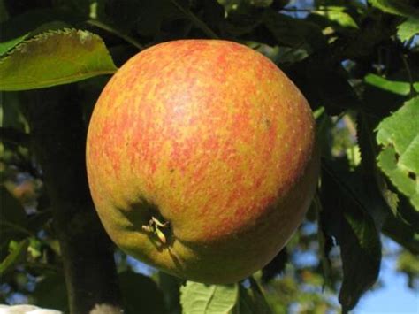 Malus Coxs Orange Apple Fruit Tree 5 6ft Large Supplied In A 10 Litre