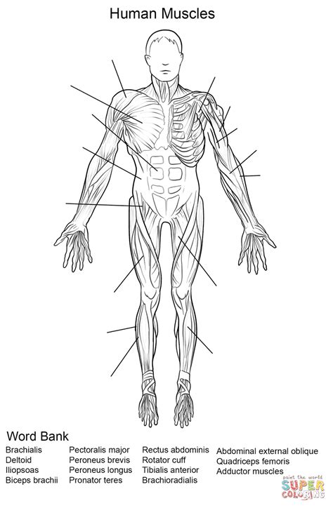 Muscles of the lower limbs and the trunk; Free Printable Human Anatomy Worksheets | Free Printable