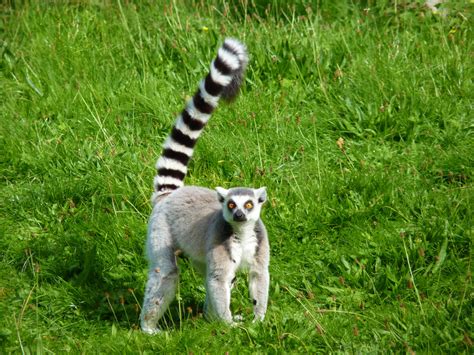 Lemur Animals Photos