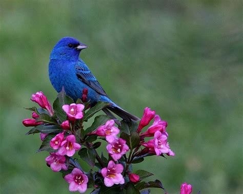 Wallpaper Birds And Flowers Wallpapersafari