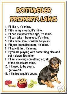 We'd certainly like to think so. Pin on Big Rottweilers