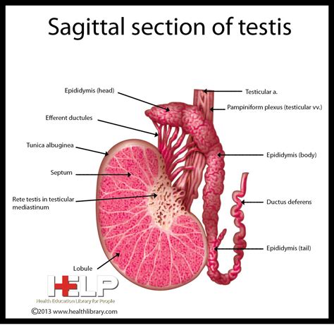 Sagittal Section Of Testis Medical School Essentials Biology