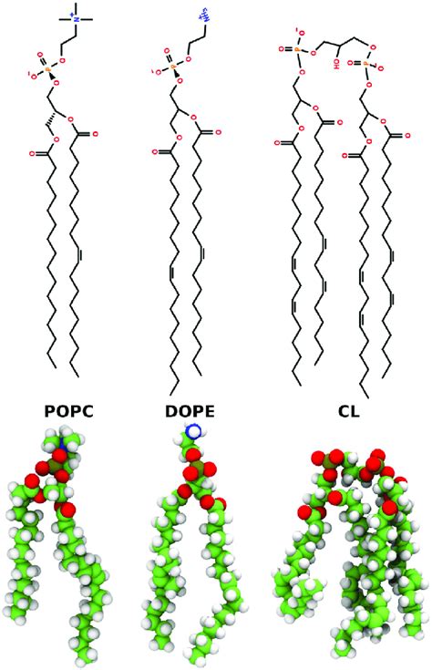 The Line Top And Three Dimensional Structures Bottom Of The Lipids