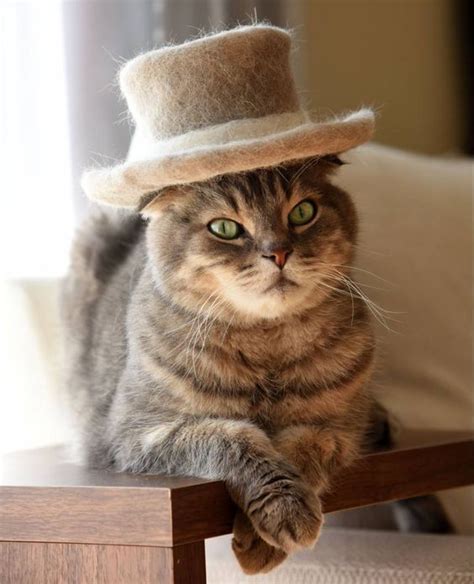 Fall Hat Month Celebrate With An Eye Catching Cat Hat Cattime