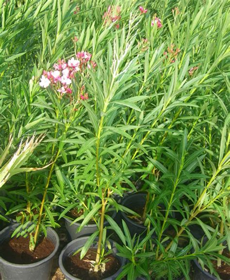 Oleander Plants Grass Roots