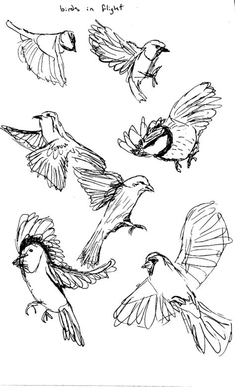 Flying Bird Drawing At Getdrawings Free Download