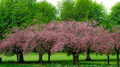 Spring Tree Free Stock Photo Public Domain Pictures