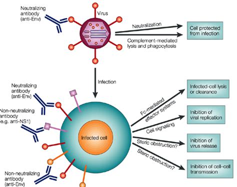 Decellularized plant tissue, chitin/chitosan and recombinant (2017). Cell Culture And Virus Propagation, Microbiology ...