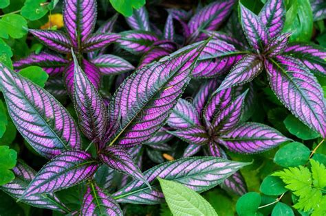 The Best Plant With Purple And Green Leaves References