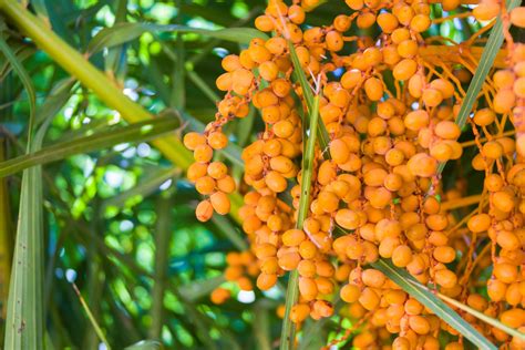 Palm tree fruit in orange and green fruits ~ i have seen birds eat these not sure if they are edible or tasty enough for people. Palm Tree Fruit Free Stock Photo - Public Domain Pictures