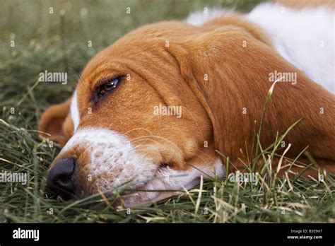 Cute Brown And White Basset Hound Puppy Lying Down Outdoors In The