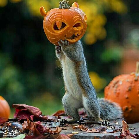 Happy Halloween Squirrel Funny Animal Magic Funny Animals
